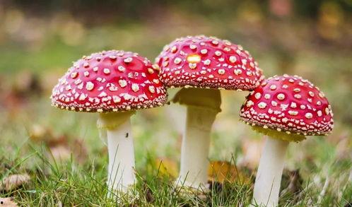 17c吃瓜黑料蘑菇视频在线,蘑菇视频背后的真相大起底